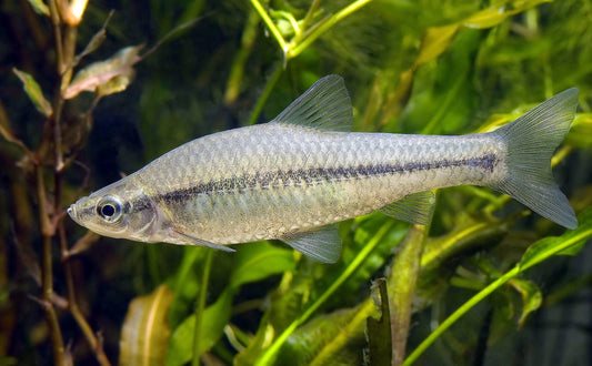 Topmouth gudgeon (Pseudorasbora parva)