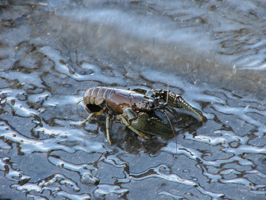 Virile crayfish (Faxonius virilis)