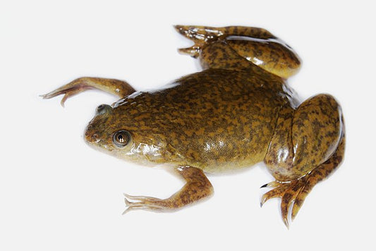 African clawed frog (Xenopus laevis)