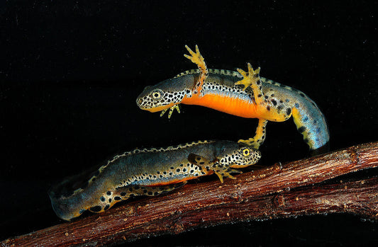 Alpine newt (Ichthyosaura alpestris)