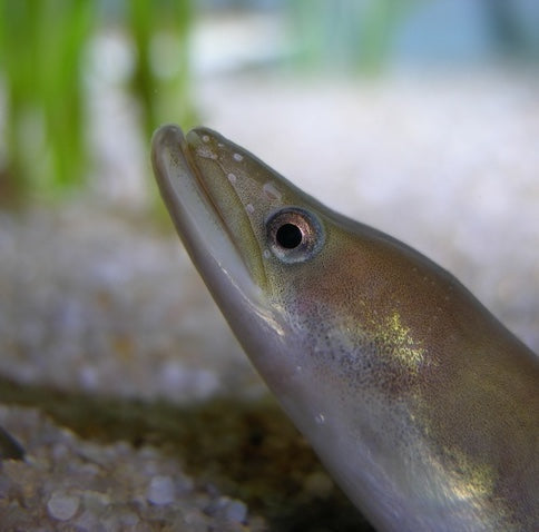 European eel (Anguilla anguilla)