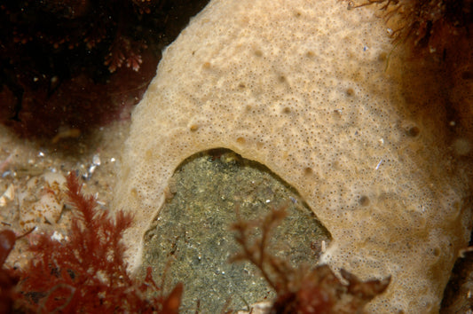 Carpet sea squirt (Didemnum vexillum)