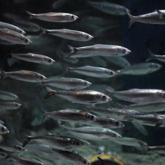 Atlantic herring (Clupea harengus)