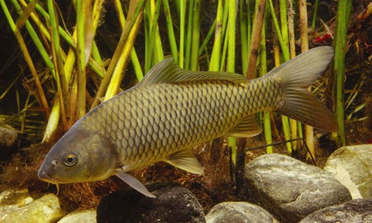Common carp (Cyprinus carpio)
