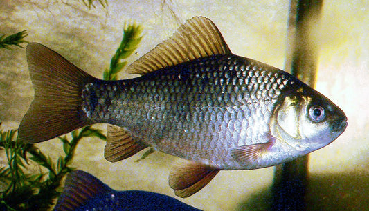 Carp (Carassius carassius)