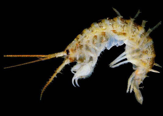 Demon shrimp (Dikerogammarus haemobaphes)