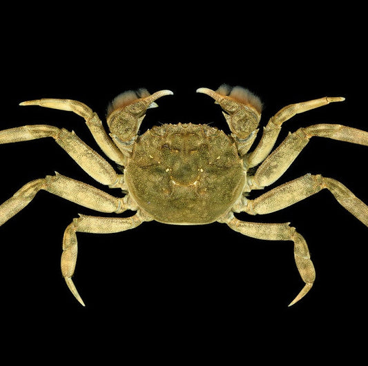 Chinese mitten crab (Eriocheir sinensis)