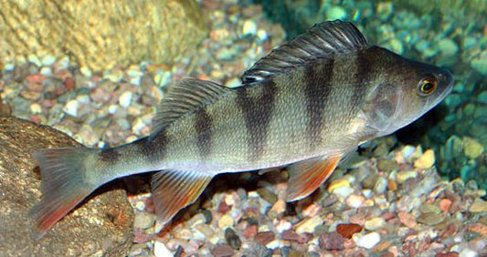 European perch (Perca fluviatilis)