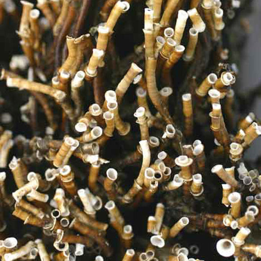 Australian tubeworm (Ficopomatus enigmaticus)