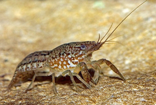 Marbled crayfish (Procambarus virginalis)
