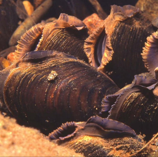 Pearl Mussel (Margaritifera margaritifera)
