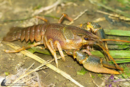 Narrow-clawed crayfish (Astacus leptopdactylus)