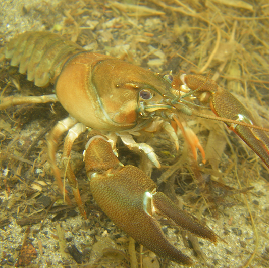 Signal crayfish (Pacifastacus leniusculus)