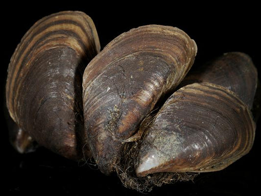 Quagga mussel (Dreissena ristriformis bugensis)