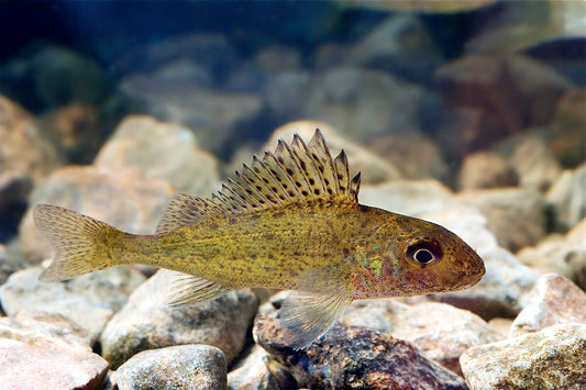 Ruffe (Gymnocephalus cernua)