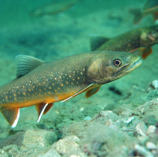 Arctic charr (Salvelinus alpinus)