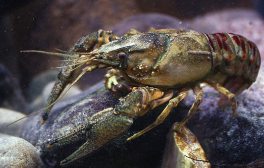 Spiny-cheek crayfish (Faxonius limosus)