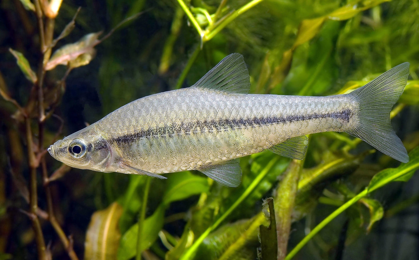 Topmouth gudgeon (Pseudorasbora parva)