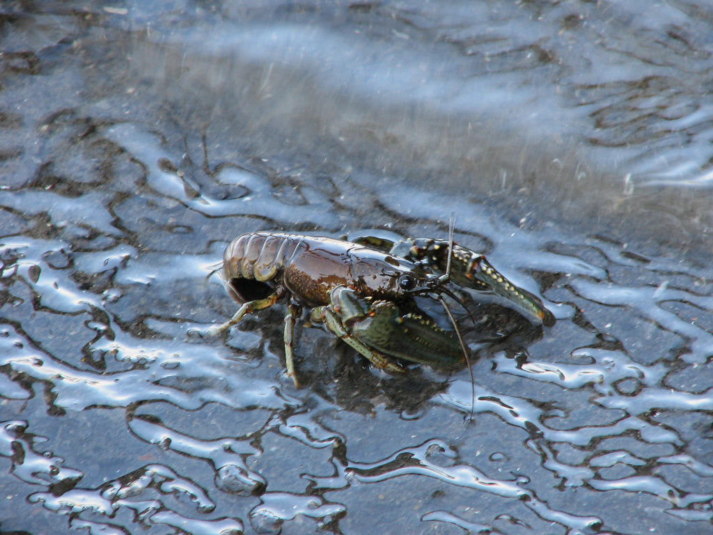 Virile crayfish (Faxonius virilis)