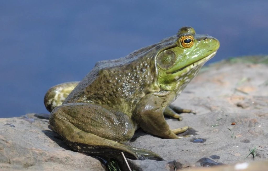 American bullfrog (Lithobates catesbeianus)