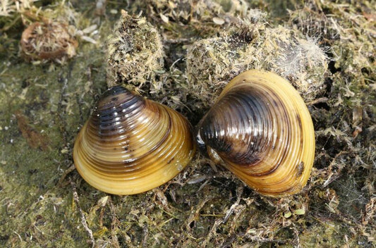 Asian clam (Corbicula fluminea)