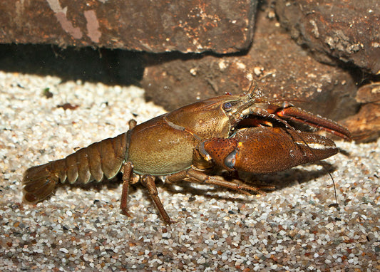 Noble crayfish (Astacus astacus)
