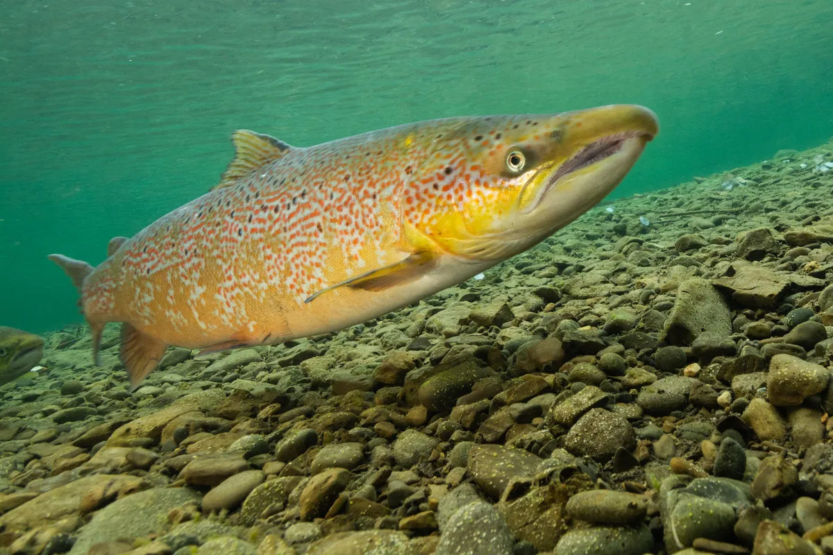 Atlantic salmon (Salmo salar)