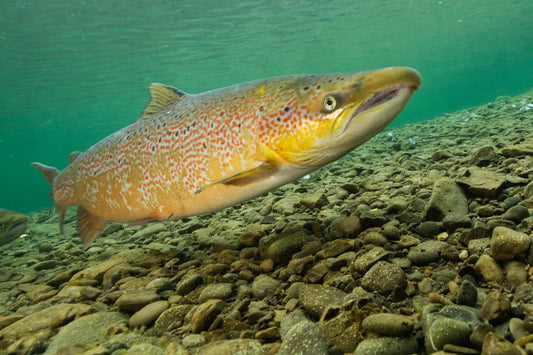 Atlantic salmon (Salmo salar)