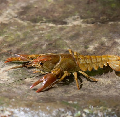 White-clawed crayfish (Austropotamobius pallipes)