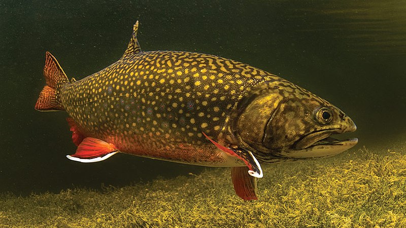 Brook trout (Salvelinus fontinalis)