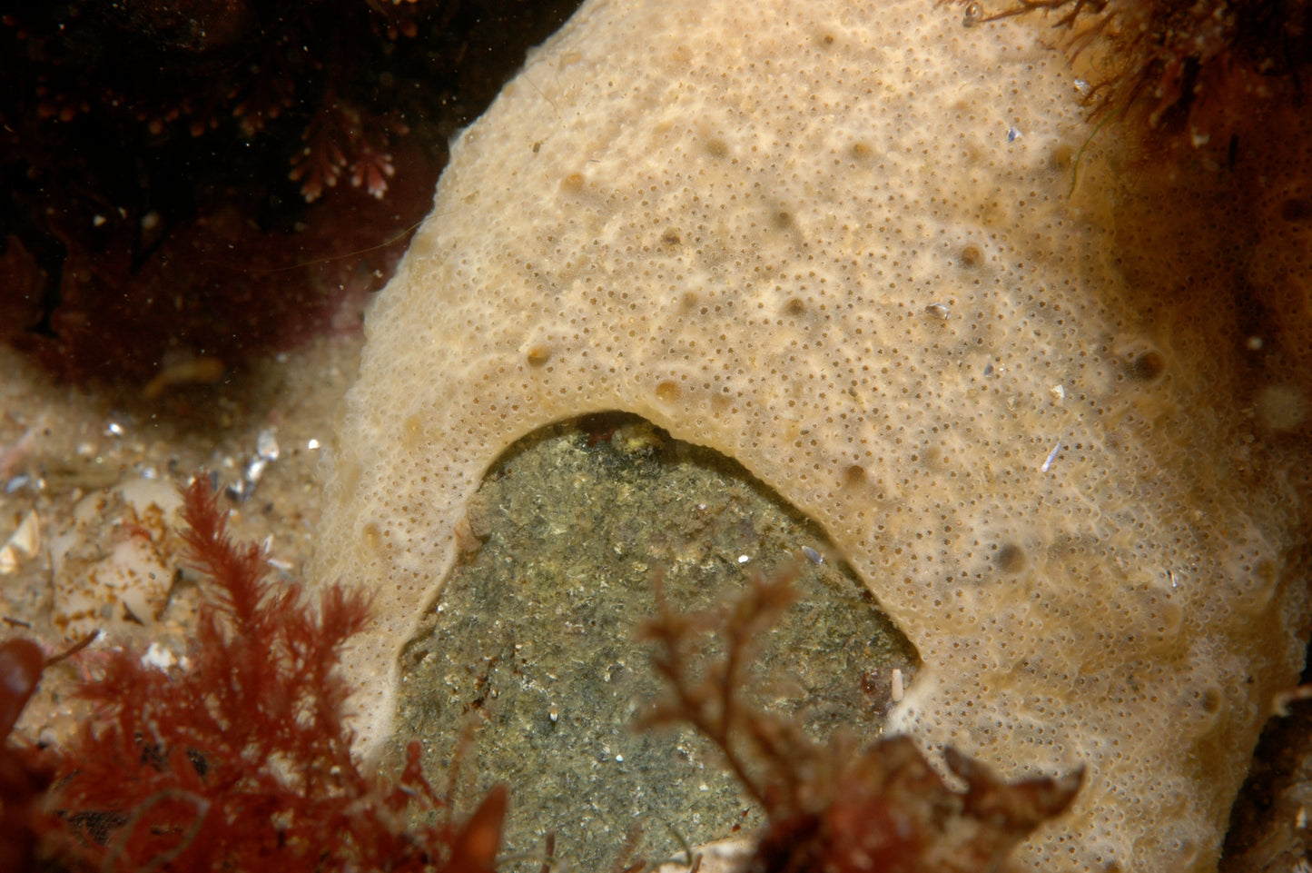 Carpet sea squirt (Didemnum vexillum)