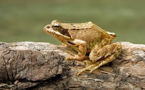 Common frog (Rana temporaria)