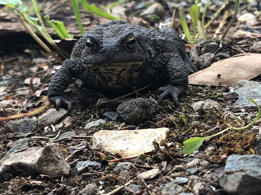 Common toad (Bufo bufo)