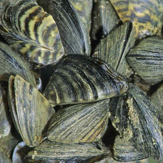 Zebra mussel (Dreissena polymorpha)