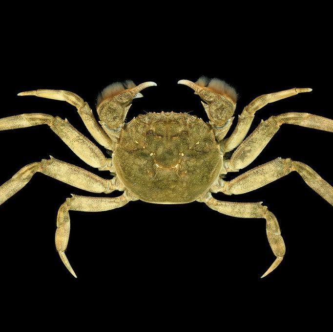 Chinese mitten crab (Eriocheir sinensis)