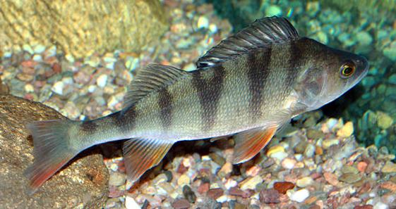 European perch (Perca fluviatilis)