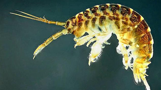 Killer shrimp (Dikerogammarus villosus)