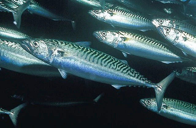 Mackerel (Scomber scombrus)