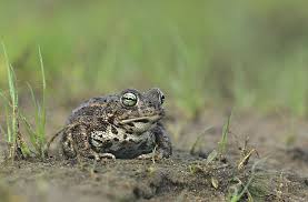 Natterjack toad (Epidalea calamita)
