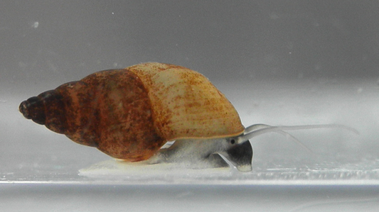 New Zealand mud snail (Potamopyrgus antipodarum)