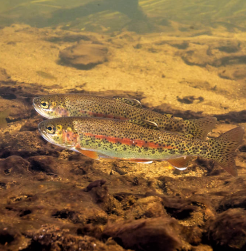 Rainbow trout (Oncorhynchus mykiss)