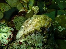 Pacific oyster (Magallana gigas)