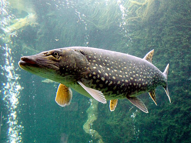 Northern pike (Esox lucius)