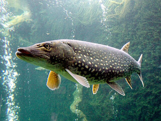 Northern pike (Esox lucius)