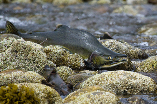 Pink salmon (Oncorhynchus gorbuscha)