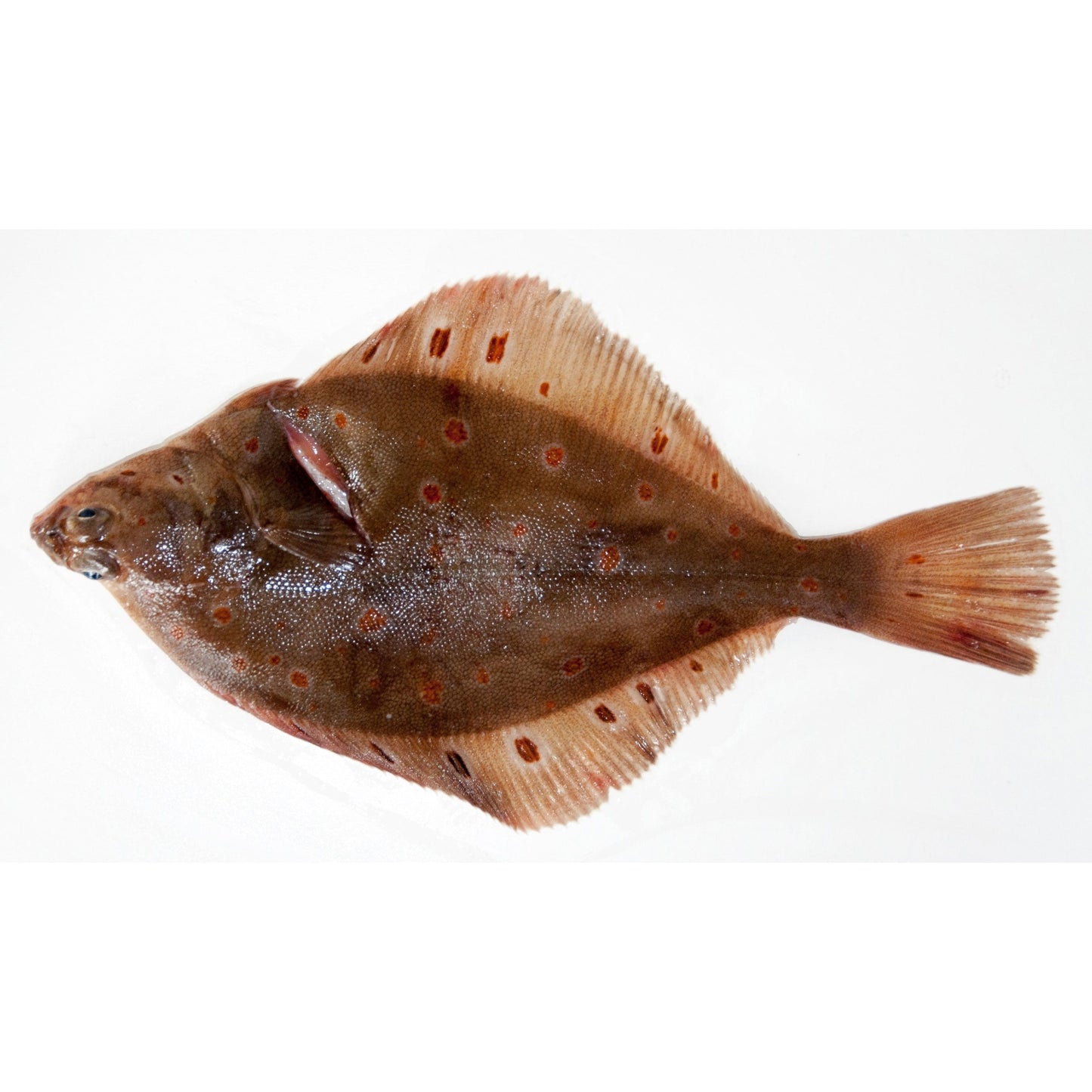 Plaice (Pleuronectes platessa)