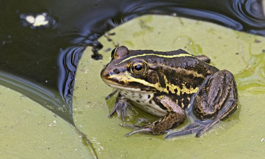 Pool frog (Pelophylax lessonae)