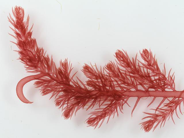 Hookweed (Bonnemaisonia hamifera)