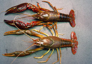 Red swamp crayfish (Procambarus clarkii)
