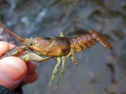 Rusty crayfish (Faxonius rusticus)